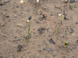 Yellow onion seedlings, planted about 3 weeks ago